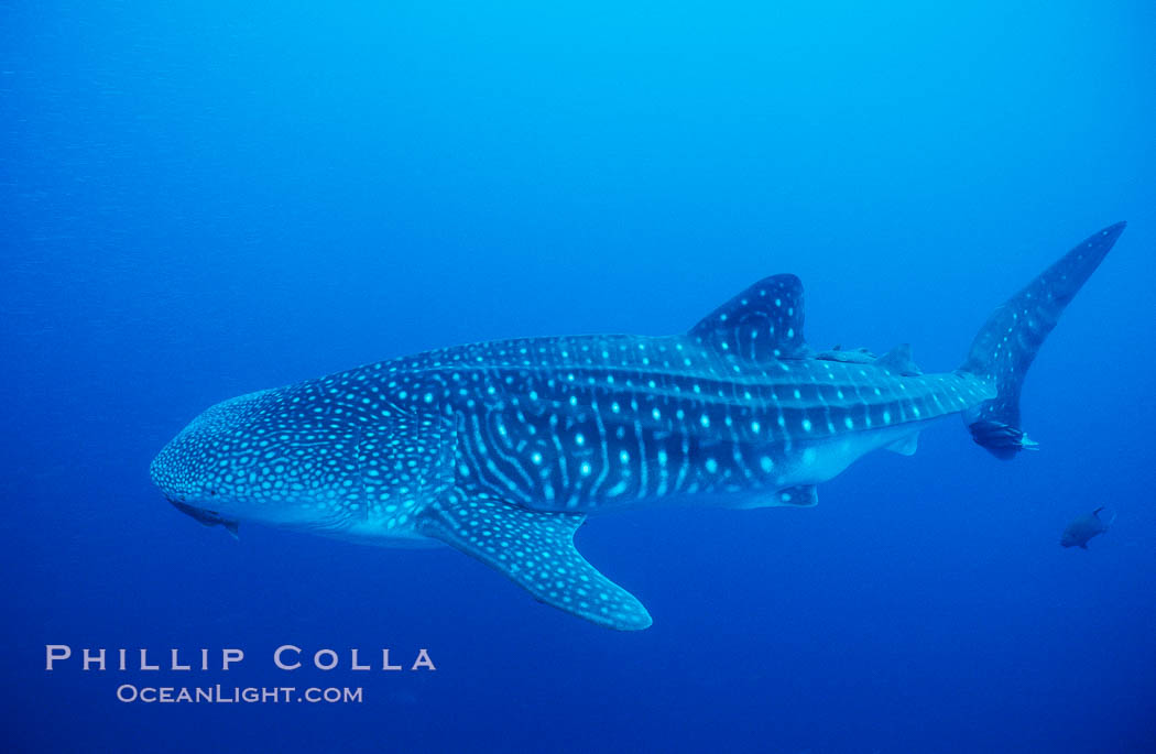 Whale shark. Darwin Island, Galapagos Islands, Ecuador, Rhincodon typus, natural history stock photograph, photo id 01519