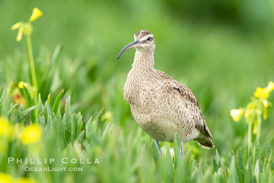 Whimbrel Foraging Amidst Spring Wildflowers on Coast Walk, La Jolla. California, USA, Numenius phaeopus, natural history stock photograph, photo id 40259