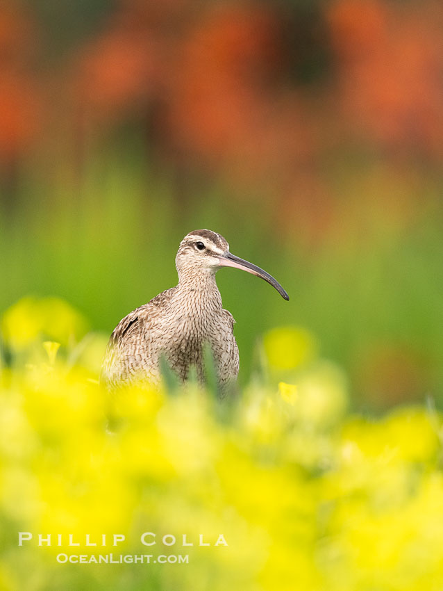 Whimbrel Foraging Amidst Spring Wildflowers on Coast Walk, La Jolla. California, USA, Numenius phaeopus, natural history stock photograph, photo id 40267