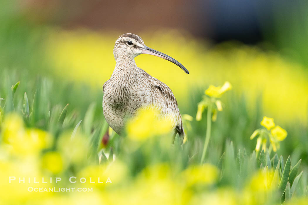 Whimbrel Foraging Amidst Spring Wildflowers on Coast Walk, La Jolla. California, USA, Numenius phaeopus, natural history stock photograph, photo id 40257