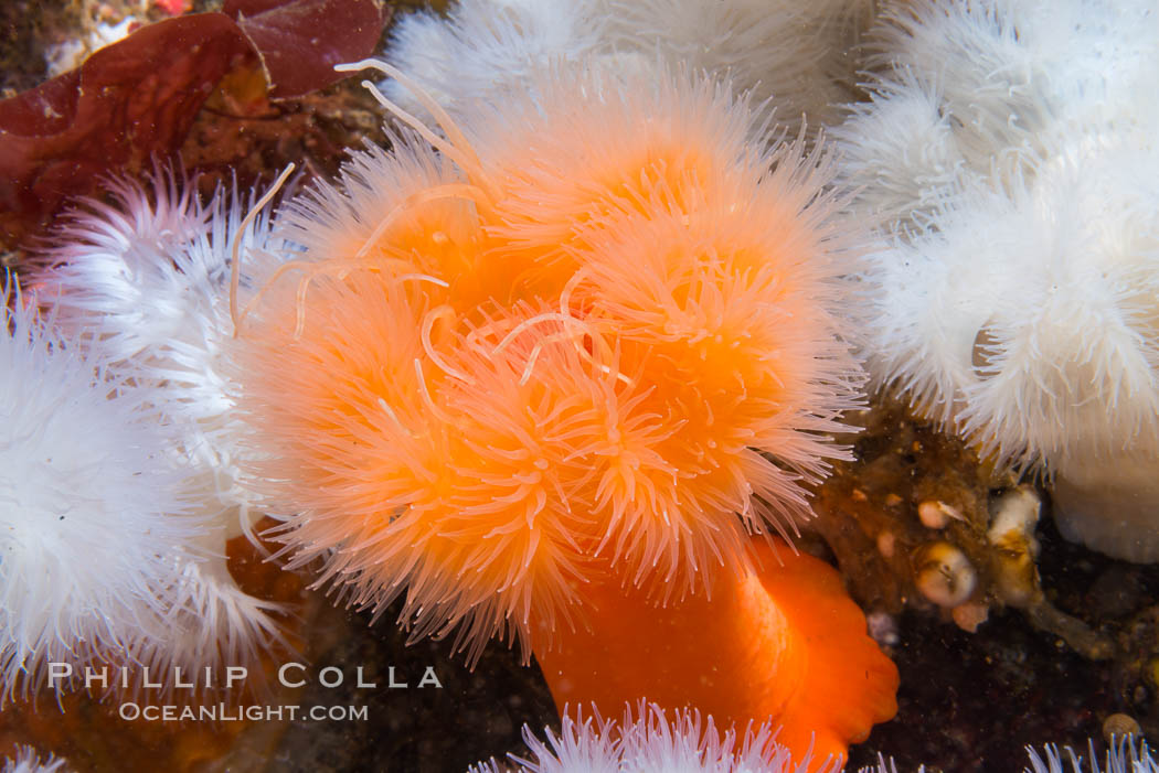 White and orange plumose anemones Metridium senile, Vancouver Island. British Columbia, Canada, Metridium senile, natural history stock photograph, photo id 34364