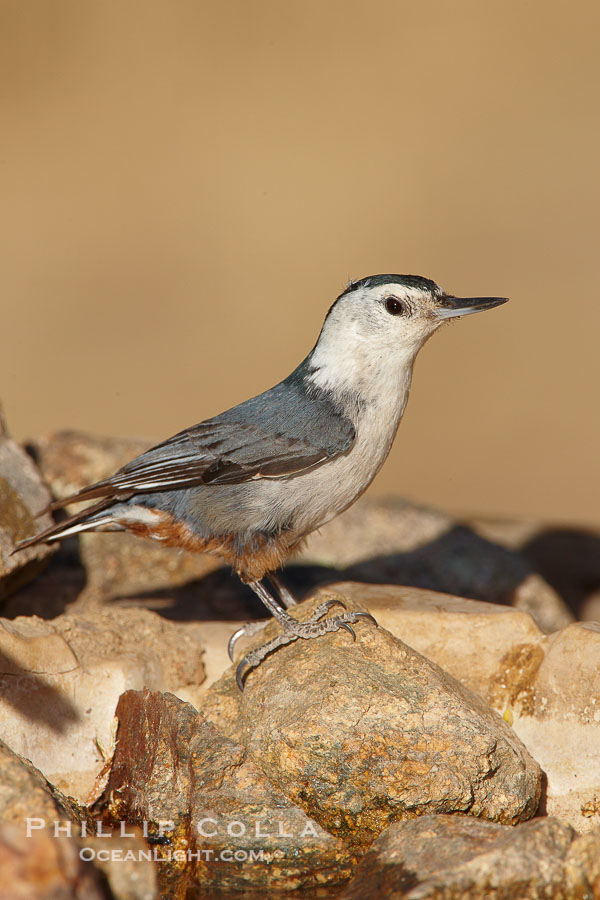 White-breasted nuthatch, female., Sitta carolinensis, natural history stock photograph, photo id 22913