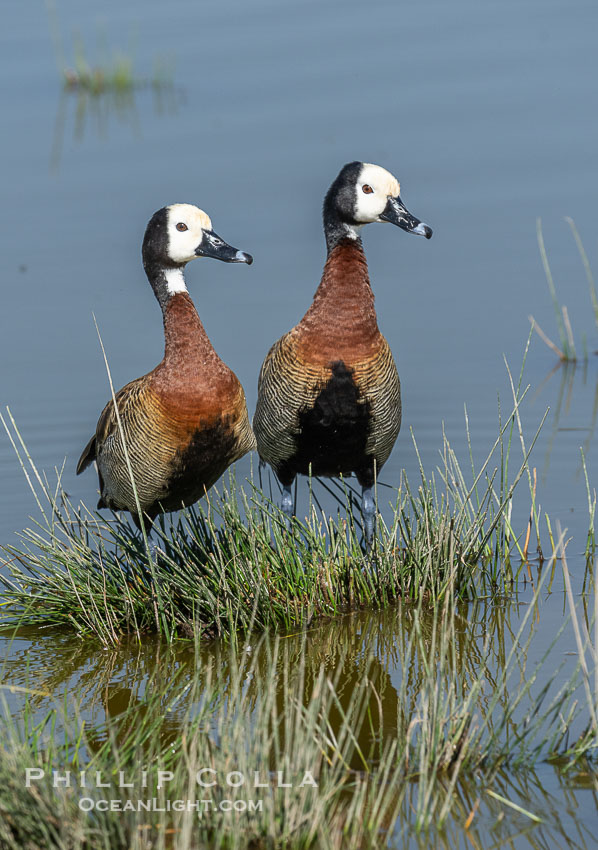 White-Faced Whistling Duck in Lake Kioko, Dendrocygna viduata, Amboseli National Park., Dendrocygna viduata, natural history stock photograph, photo id 39737