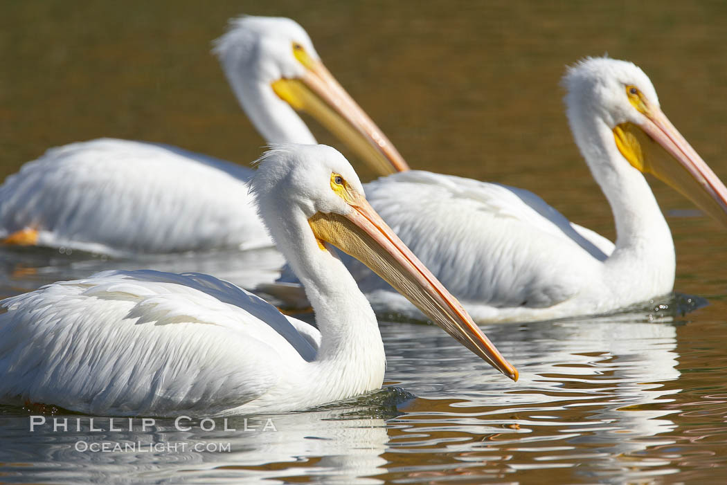 White pelican. Santee Lakes, California, USA, Pelecanus erythrorhynchos, natural history stock photograph, photo id 20114