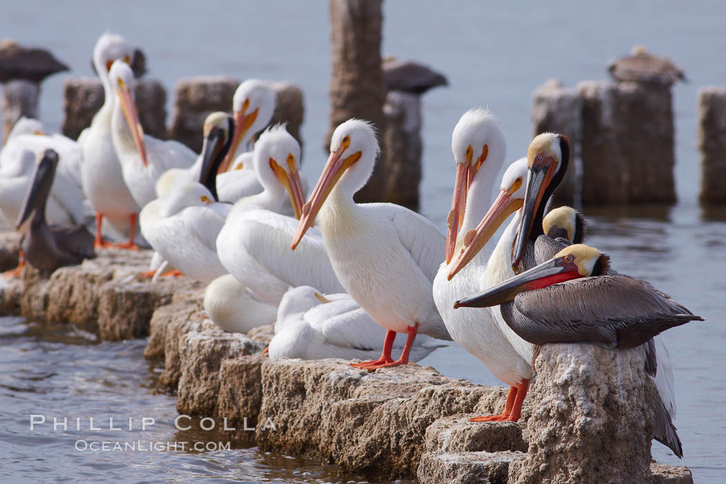 White pelicans and brown pelicans stand together on salt-encrusted pier pilings on the Salton Sea. Imperial County, California, USA, Pelecanus erythrorhynchos, Pelecanus occidentalis, natural history stock photograph, photo id 22502
