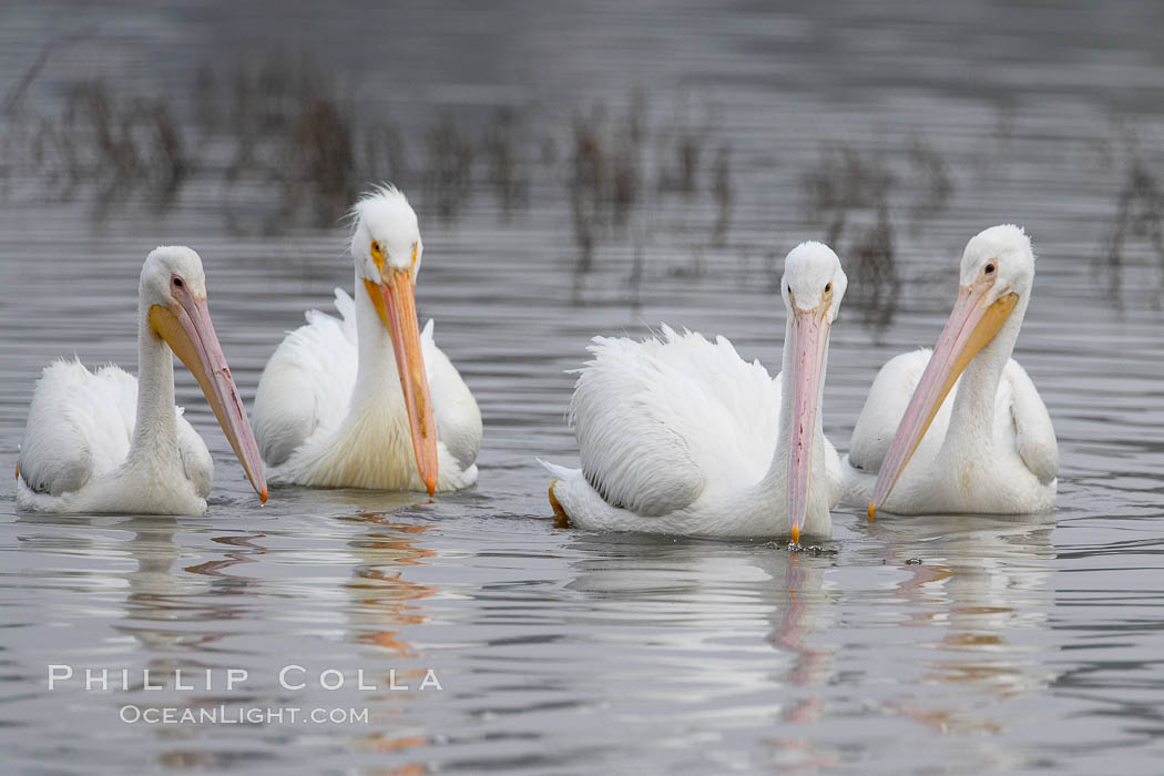 White pelicans. San Elijo Lagoon, Encinitas, California, USA, Pelecanus erythrorhynchos, natural history stock photograph, photo id 15722