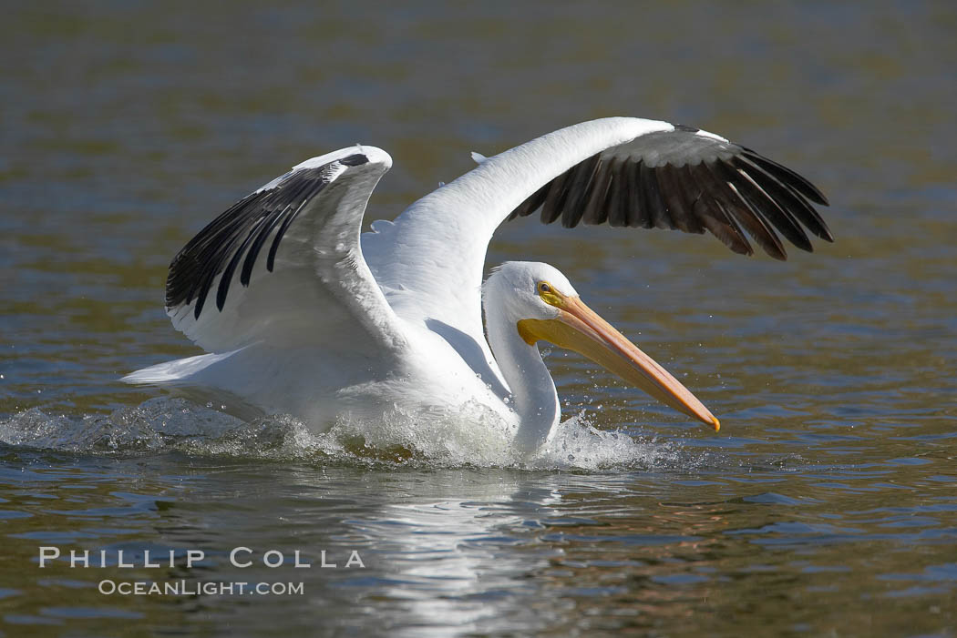White pelican. Santee Lakes, California, USA, Pelecanus erythrorhynchos, natural history stock photograph, photo id 20106