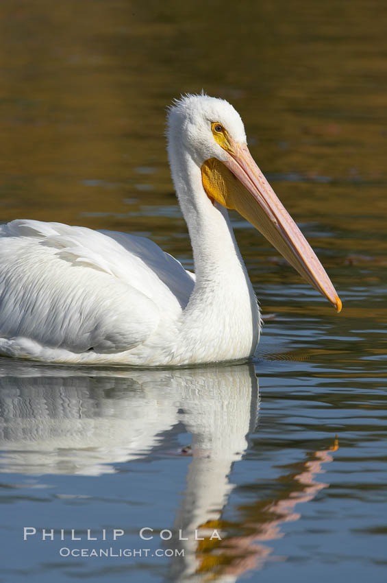 White pelican. Santee Lakes, California, USA, Pelecanus erythrorhynchos, natural history stock photograph, photo id 20112
