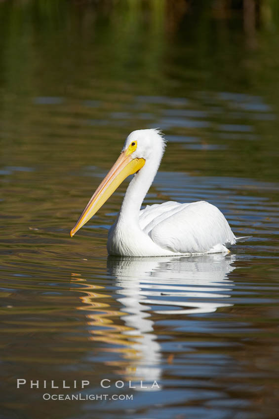 White pelican. Santee Lakes, California, USA, Pelecanus erythrorhynchos, natural history stock photograph, photo id 20115