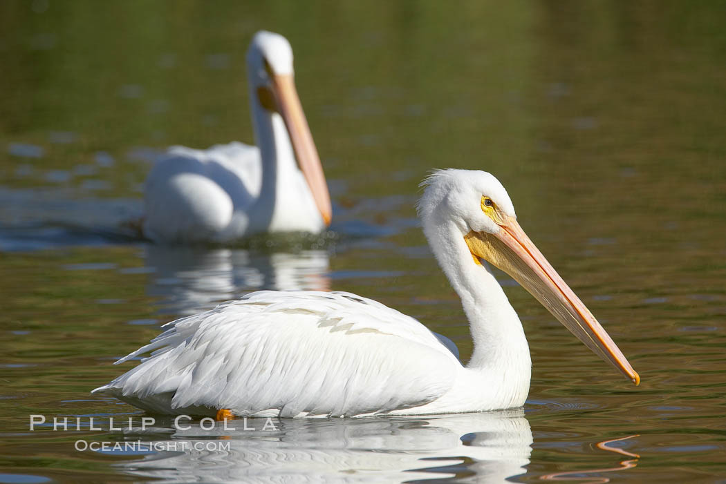 White pelican. Santee Lakes, California, USA, Pelecanus erythrorhynchos, natural history stock photograph, photo id 20109