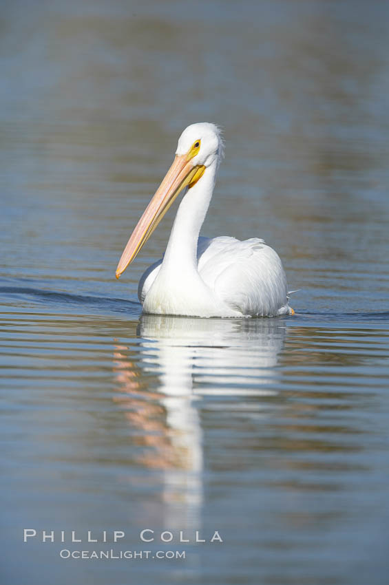 White pelican. Santee Lakes, California, USA, Pelecanus erythrorhynchos, natural history stock photograph, photo id 20117