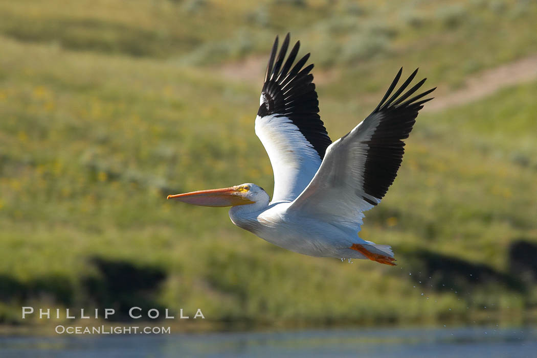 White pelican flies over the Yellowstone River. Hayden Valley, Yellowstone National Park, Wyoming, USA, Pelecanus erythrorhynchos, natural history stock photograph, photo id 13108