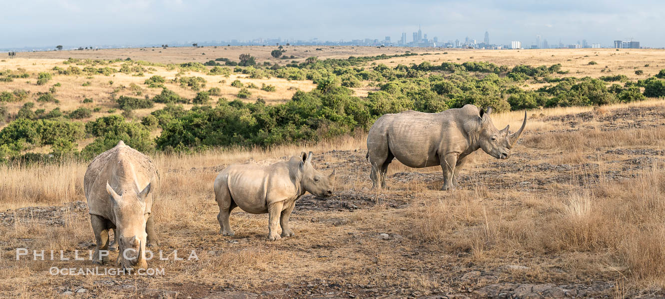 White Rhinocerus, Nairobi National Park. Kenya, Ceratotherium simum, natural history stock photograph, photo id 39542