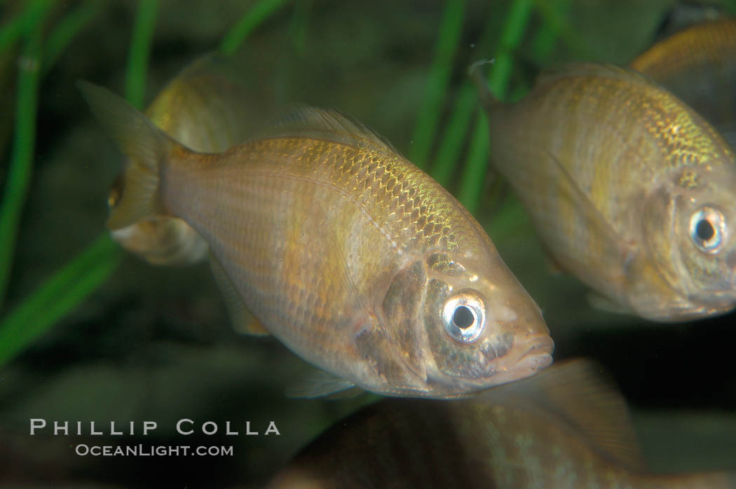 White seaperch., Phanerodon furcatus, natural history stock photograph, photo id 09408