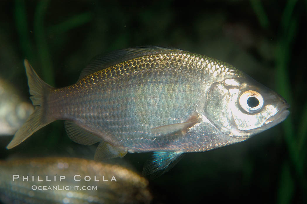 White seaperch., Phanerodon furcatus, natural history stock photograph, photo id 09407