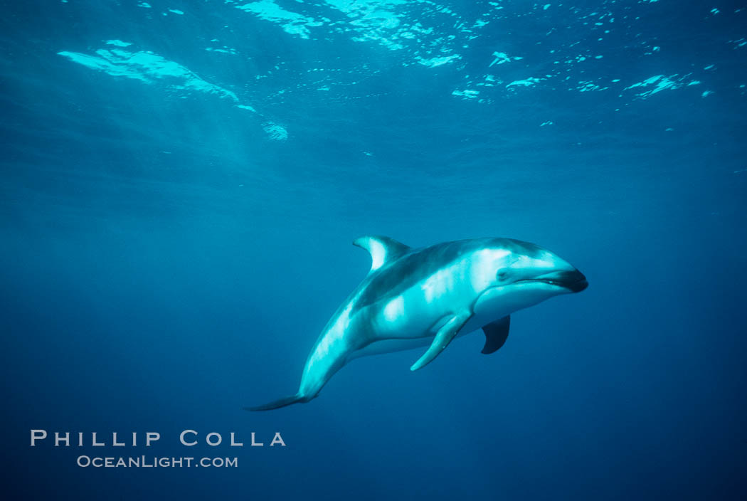 Pacific white sided dolphin. San Diego, California, USA, Lagenorhynchus obliquidens, natural history stock photograph, photo id 00031