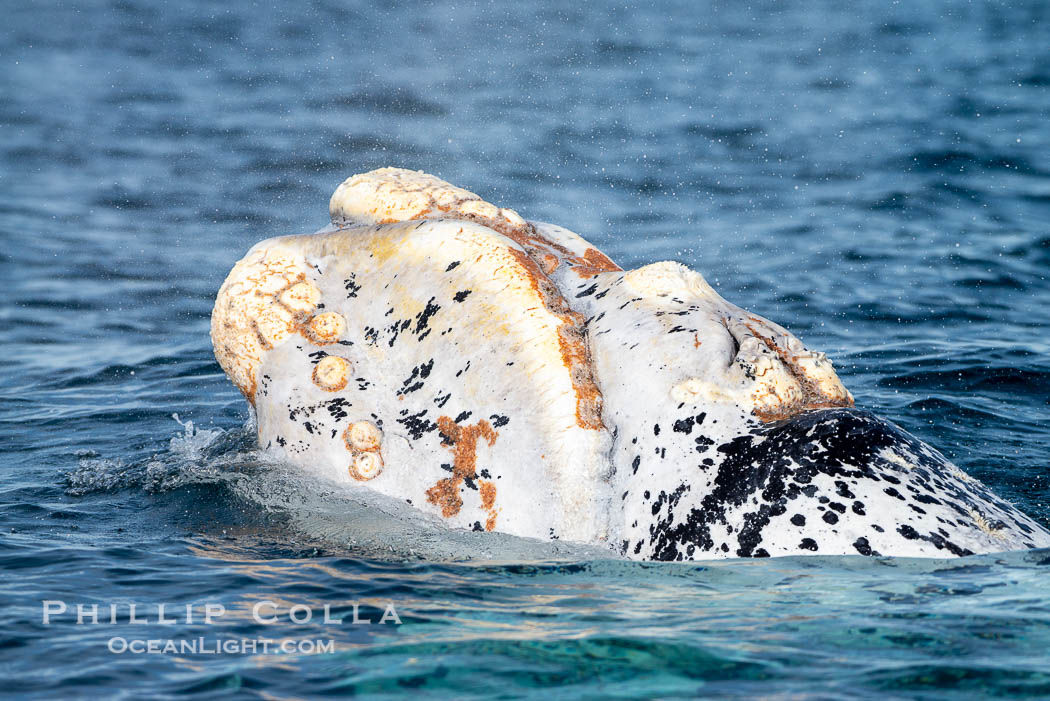 White southern right whale calf taking a breath at the ocean surface. Puerto Piramides, Chubut, Argentina, Eubalaena australis, natural history stock photograph, photo id 38397