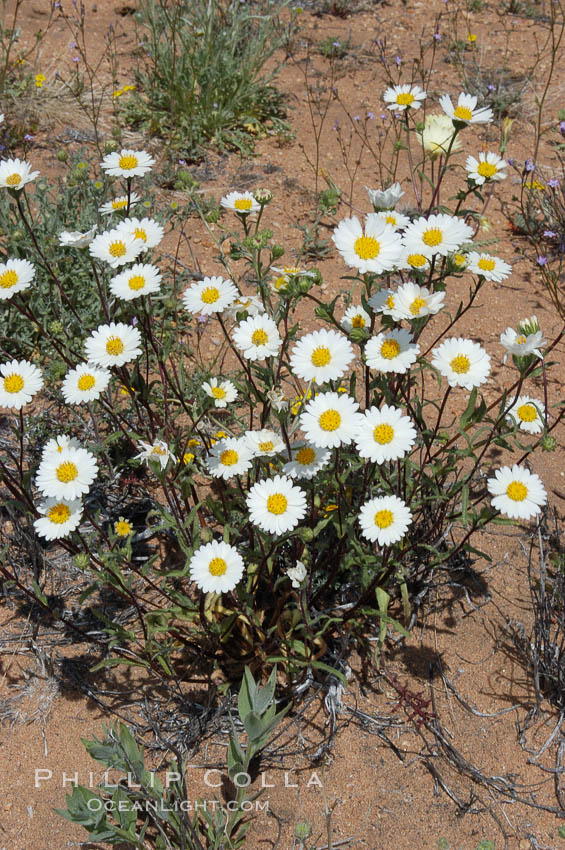 A springtime cluster of white tidy-tips, a common wildflower in teh Colorado Desert. Joshua Tree National Park, California, USA, Layia glandulosa, natural history stock photograph, photo id 09109