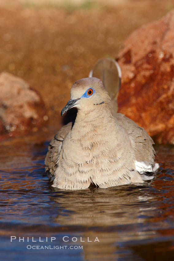 White-winged dove. Amado, Arizona, USA, Zenaida asiatica, natural history stock photograph, photo id 22952