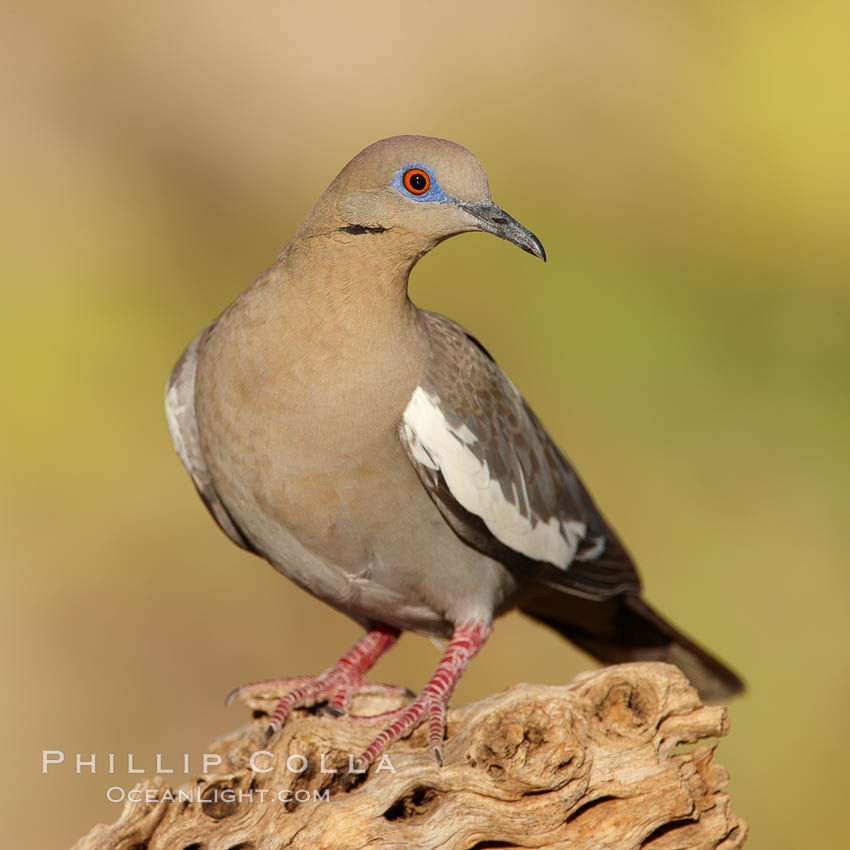 White-winged dove. Amado, Arizona, USA, Zenaida asiatica, natural history stock photograph, photo id 22947