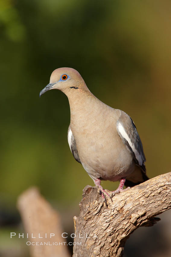 White-winged dove. Amado, Arizona, USA, Zenaida asiatica, natural history stock photograph, photo id 23059