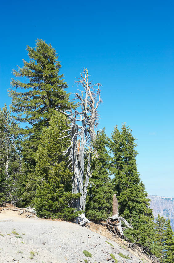 Whitebark pine, Crater Lake, Oregon. Due to harsh, almost constant winds, whitebark pines along the crater rim surrounding Crater Lake are often deformed and stunted. Crater Lake National Park, USA, Pinus albicaulis, natural history stock photograph, photo id 13950