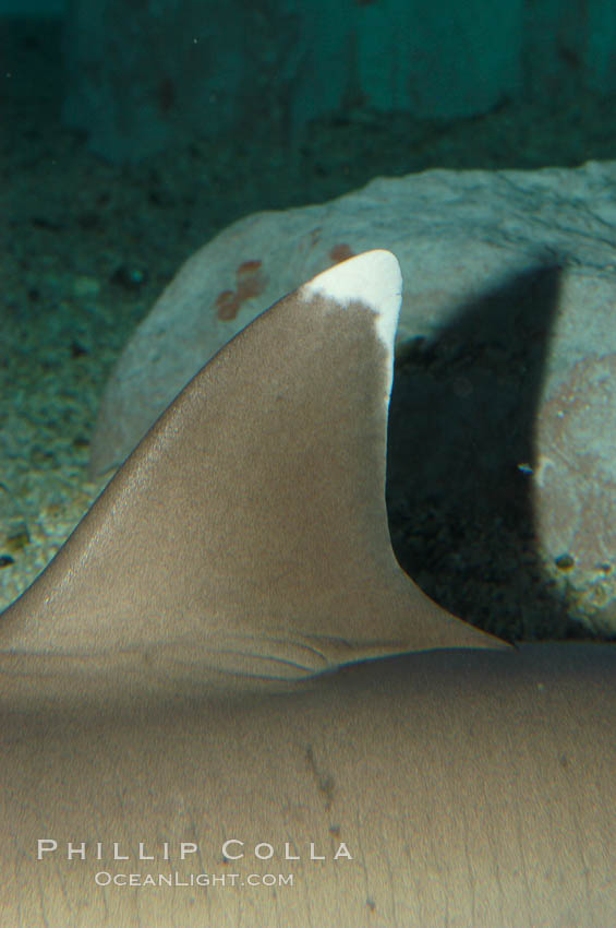 Whitetip reef shark showing distinctive white tip of dorsal fin., Triaenodon obesus, natural history stock photograph, photo id 07810
