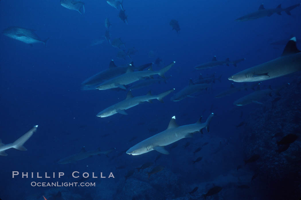 Reef whitetip sharks. Cocos Island, Costa Rica, Triaenodon obesus, natural history stock photograph, photo id 03297