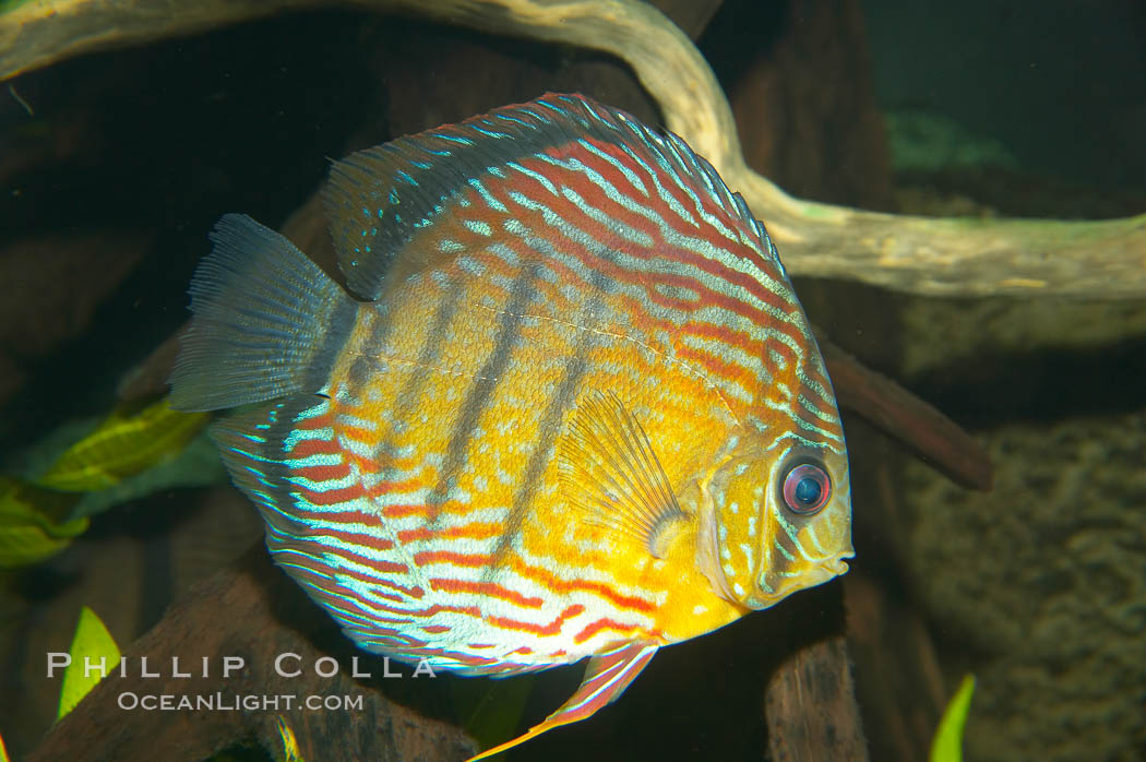 Wild discus.  The female wild discuss will lay several hundred eggs and guard them until they hatch.  Once they emerge, the young fish attach themselves to the sides of their parents for the first few weeks of their lives, feeding on a milky secretion produced by glands in the parents flanks., Symphysodon discus, natural history stock photograph, photo id 13954