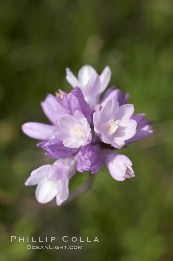 Wild hyacinth blooms in spring, Batiquitos Lagoon, Carlsbad. California, USA, Dichelostemma capitatum capitatum, natural history stock photograph, photo id 11538