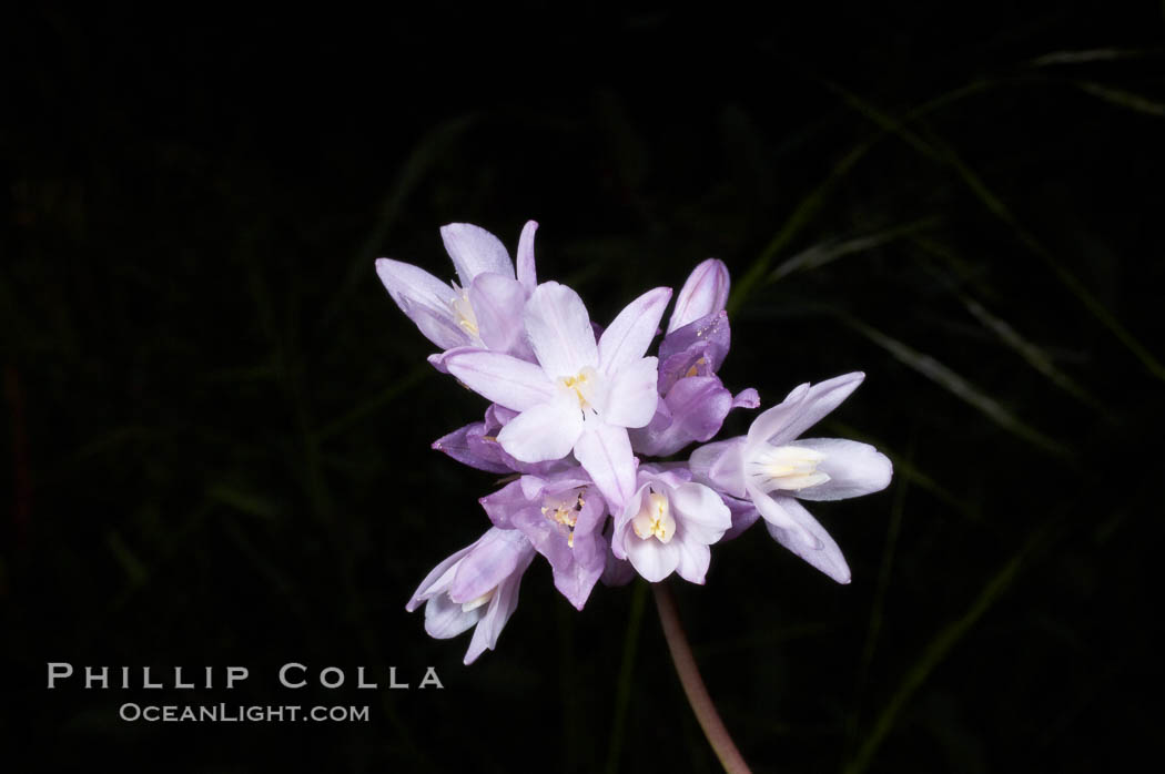 Wild hyacinth blooms in spring, Batiquitos Lagoon, Carlsbad. California, USA, Dichelostemma capitatum capitatum, natural history stock photograph, photo id 11542