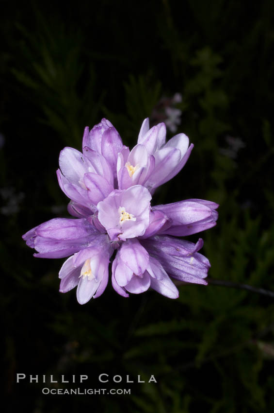 Wild hyacinth blooms in spring, Batiquitos Lagoon, Carlsbad. California, USA, Dichelostemma capitatum capitatum, natural history stock photograph, photo id 11543