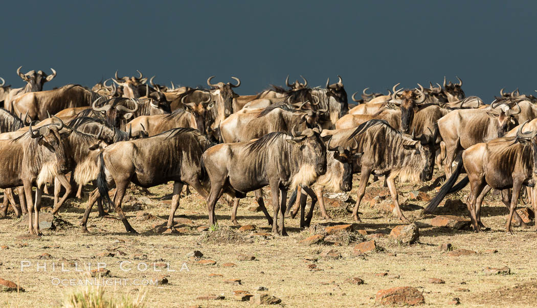 Wildebeest Herd, Maasai Mara National Reserve, Kenya., Connochaetes taurinus, natural history stock photograph, photo id 29782