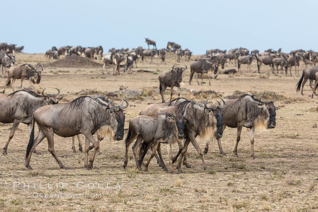 Wildebeest Herd, Maasai Mara National Reserve, Kenya., Connochaetes taurinus, natural history stock photograph, photo id 29777