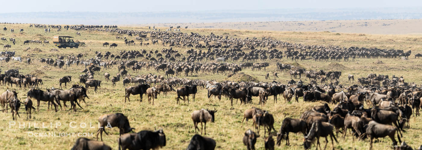 Wildebeest Migration in the Maasai Mara Reserve, Kenya., Connochaetes taurinus, natural history stock photograph, photo id 39618
