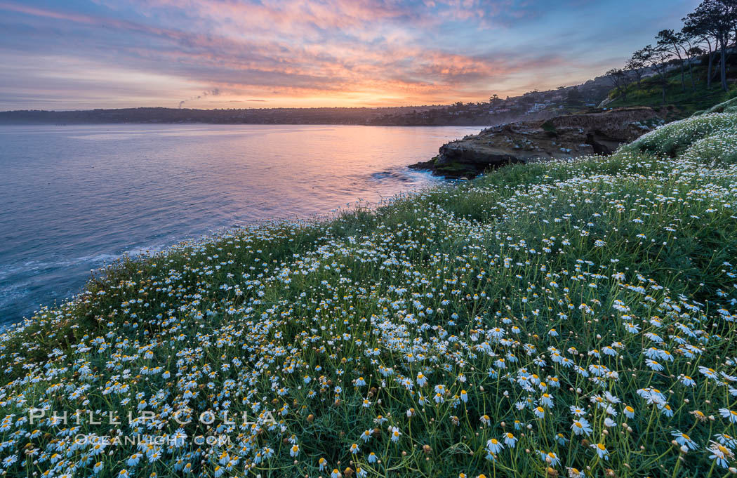 Wildflowers along the La Jolla Cove cliffs, sunrise. California, USA, natural history stock photograph, photo id 33263