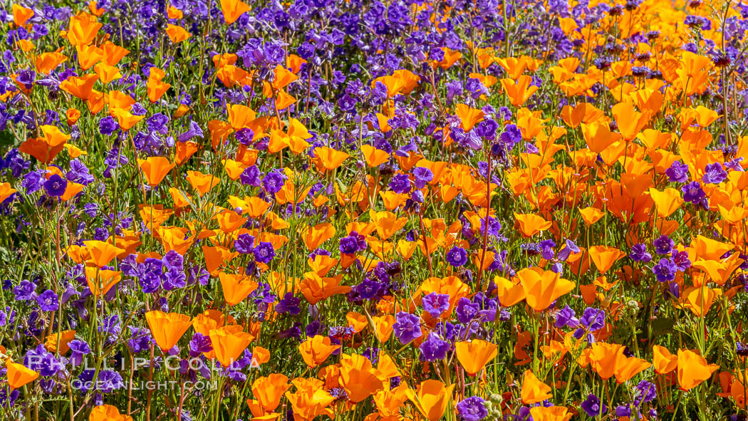 Wildflowers and California Poppies in Bloom, Elsinore. USA, Eschscholzia californica, natural history stock photograph, photo id 35236