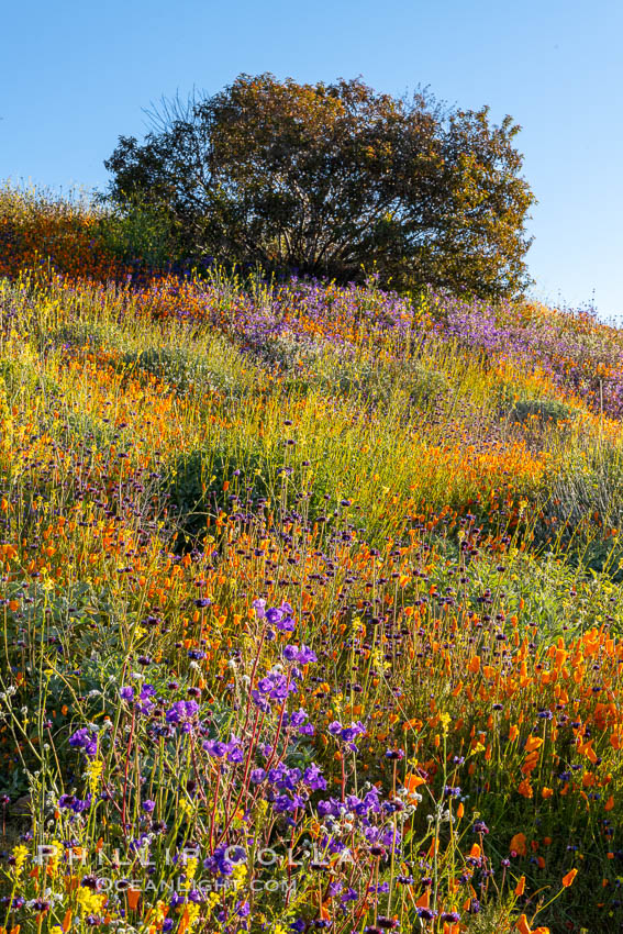 Wildflowers and California Poppies in Bloom, Elsinore. USA, Eschscholzia californica, natural history stock photograph, photo id 35243