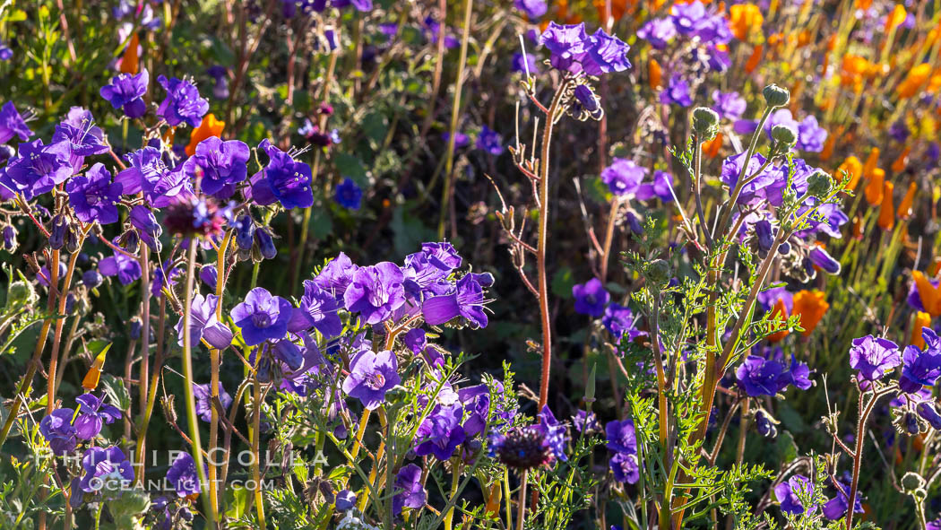 Wildflowers and California Poppies in Bloom, Elsinore. USA, Eschscholzia californica, natural history stock photograph, photo id 35241