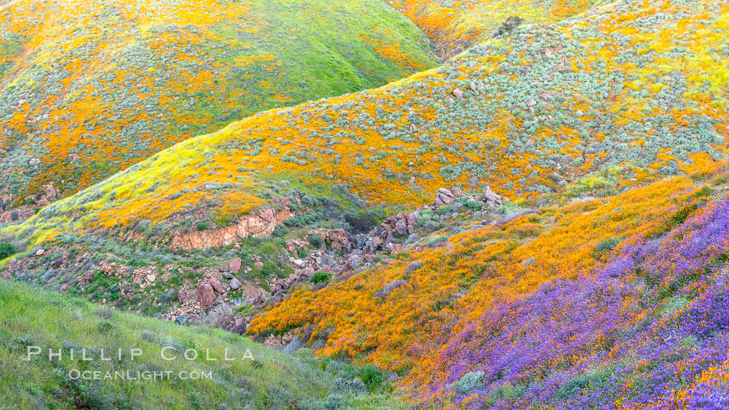 Wildflowers and California Poppies in Bloom, Elsinore. USA, Eschscholzia californica, natural history stock photograph, photo id 35245