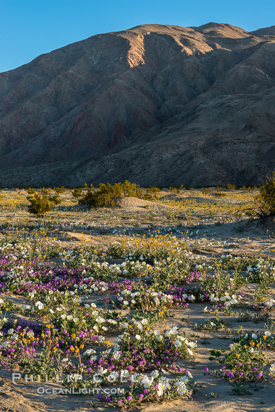 Wildflowers in Anza-Borrego Desert State Park. Borrego Springs, California, USA, Abronia villosa, Oenothera deltoides, natural history stock photograph, photo id 30510
