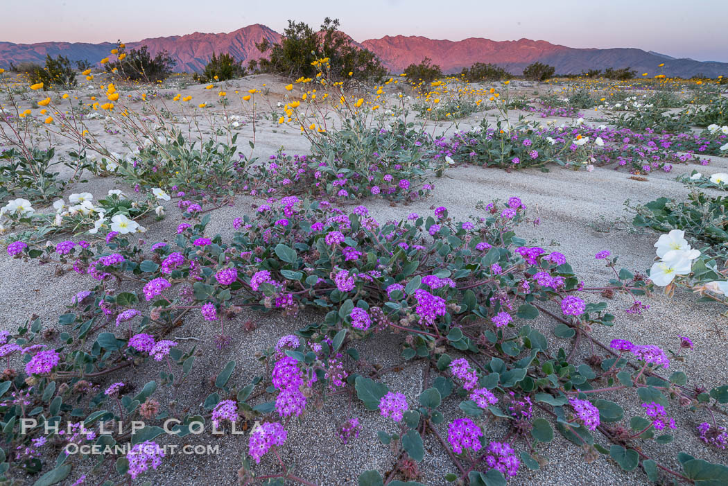Wildflowers in Anza-Borrego Desert State Park. Borrego Springs, California, USA, Abronia villosa, natural history stock photograph, photo id 30534