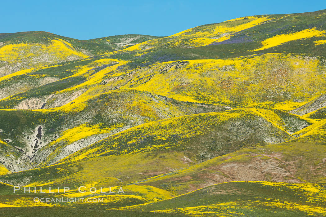 Wildflowers bloom across Carrizo Plains National Monument, during the 2017 Superbloom. Carrizo Plain National Monument, California, USA, natural history stock photograph, photo id 33234
