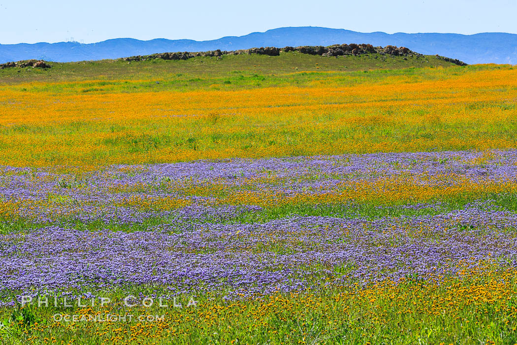 Wildflowers bloom across Carrizo Plains National Monument, Carrizo Plain National Monument, California