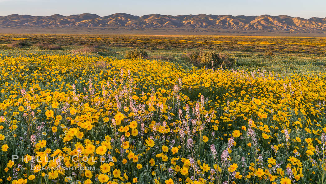 Wildflowers bloom across Carrizo Plains National Monument, during the 2017 Superbloom, Carrizo Plain National Monument, California