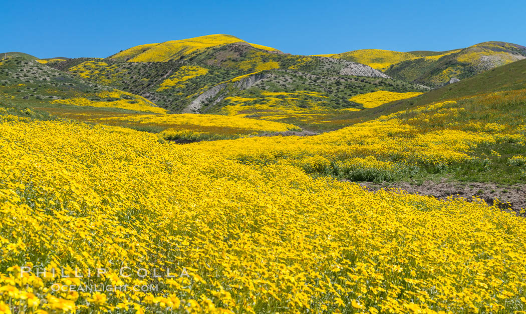 Wildflowers bloom across Carrizo Plains National Monument, during the 2017 Superbloom. Carrizo Plain National Monument, California, USA, natural history stock photograph, photo id 33236