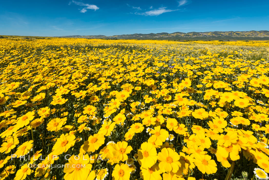 Wildflowers bloom across Carrizo Plains National Monument, Carrizo Plain National Monument, California