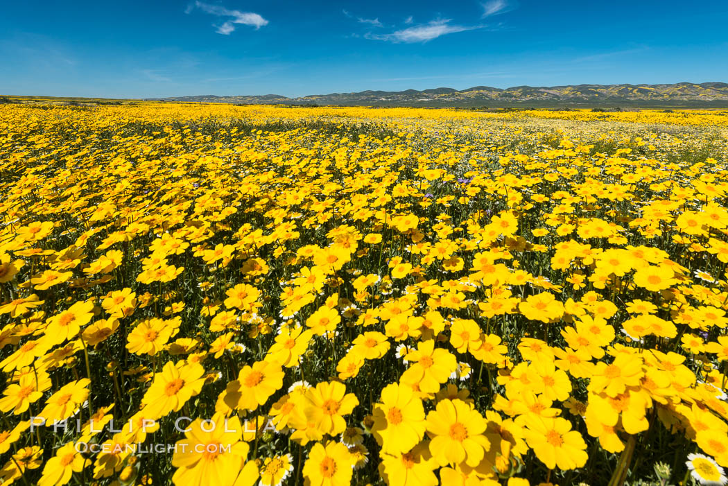 Wildflowers bloom across Carrizo Plains National Monument, Carrizo Plain National Monument, California