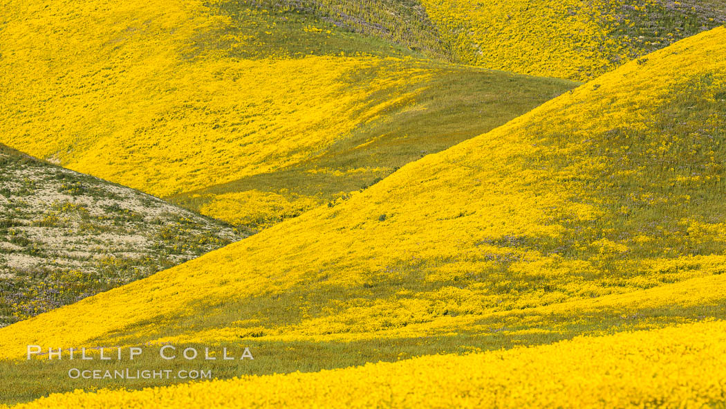 Wildflowers bloom across Carrizo Plains National Monument, during the 2017 Superbloom. Carrizo Plain National Monument, California, USA, natural history stock photograph, photo id 33244