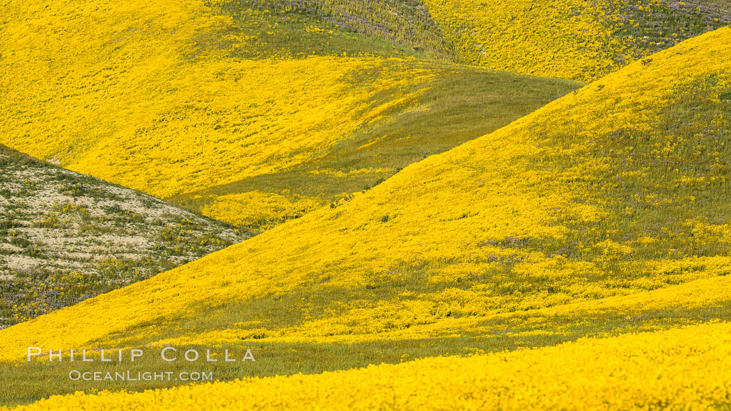 Wildflowers bloom across Carrizo Plains National Monument, Carrizo Plain National Monument, California